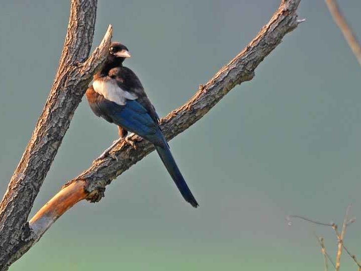 报喜鸟是什么鸟？听听喜鹊喳喳叫的吉祥老故事