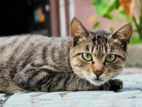 豹头标志全揭秘：别再说你只知道一个品牌了