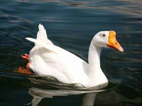 白鹅与灰鹅羽毛颜色大揭秘