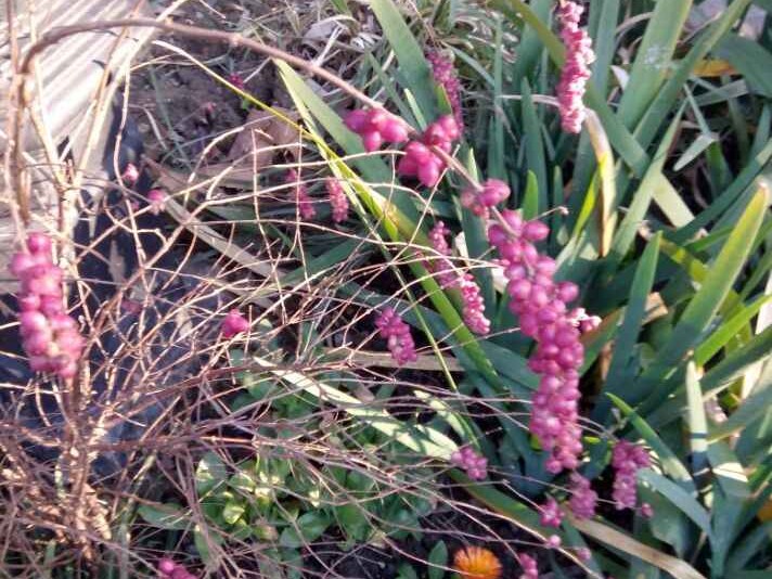 紫红色带来的生活惊喜与情感共鸣