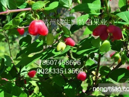 郁香到底啥意思儿俺来给你唠明白