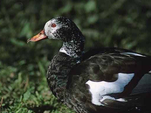 白鸭是什么鸭全解析