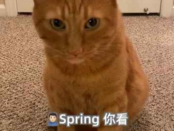 探秘猫咪与鞋子的不解之缘