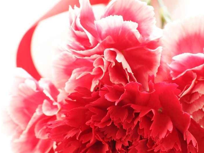 粉红色的秘密与力量你所不知道的多元色彩语言