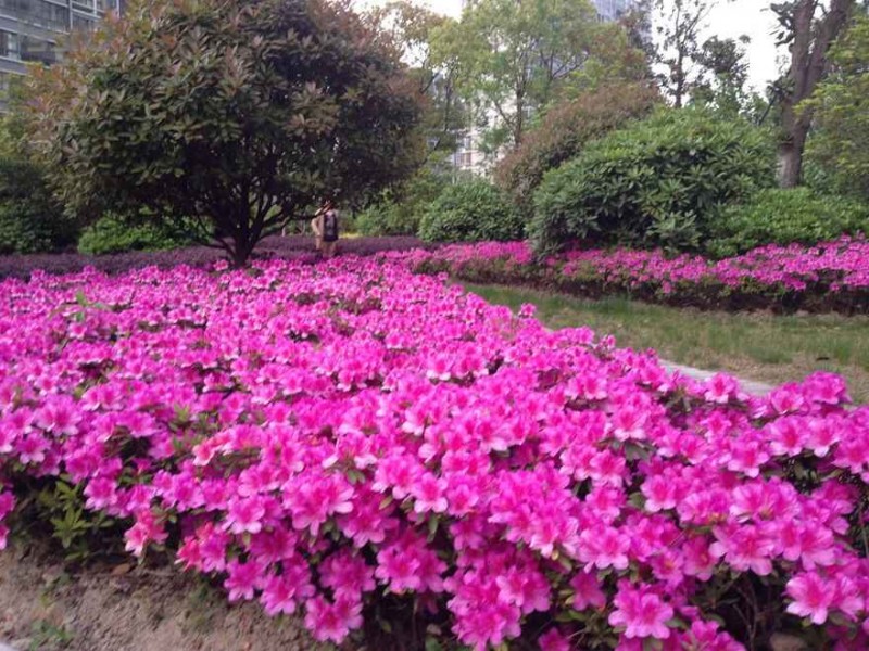 春日赏花全攻略：百花争艳到底是什么季节？