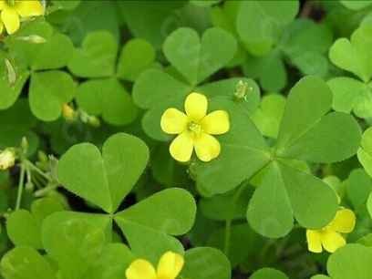 三叶草档次定位全解析 它到底算潮牌里的哪根葱